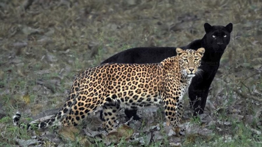 leopardo-pantera-negra-foto-la-pareja-eterna.jpg